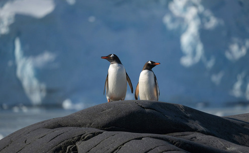 Two penguins standing on a rock, Antarctica